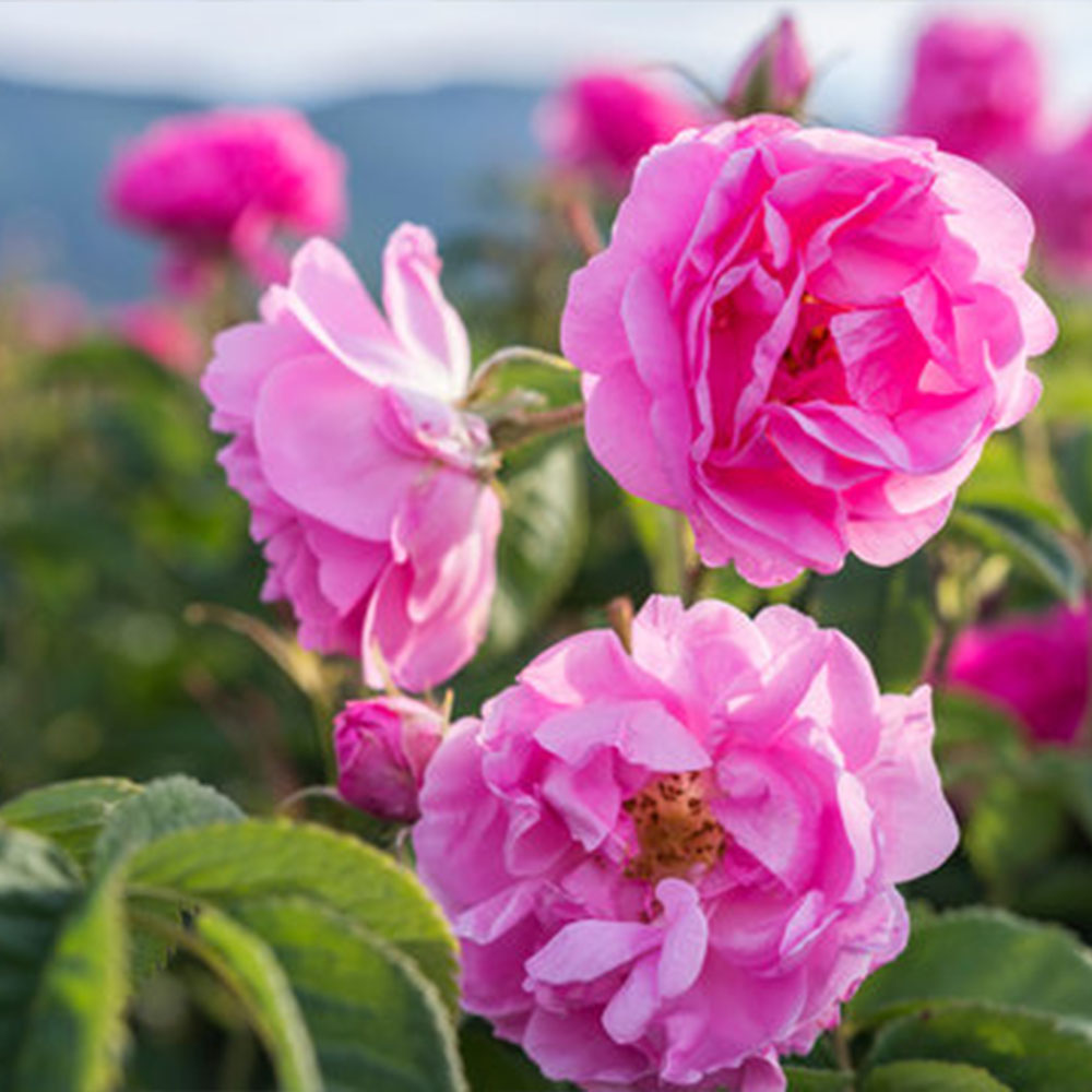 damask-rose-6