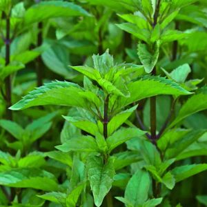 lemon-mint-6