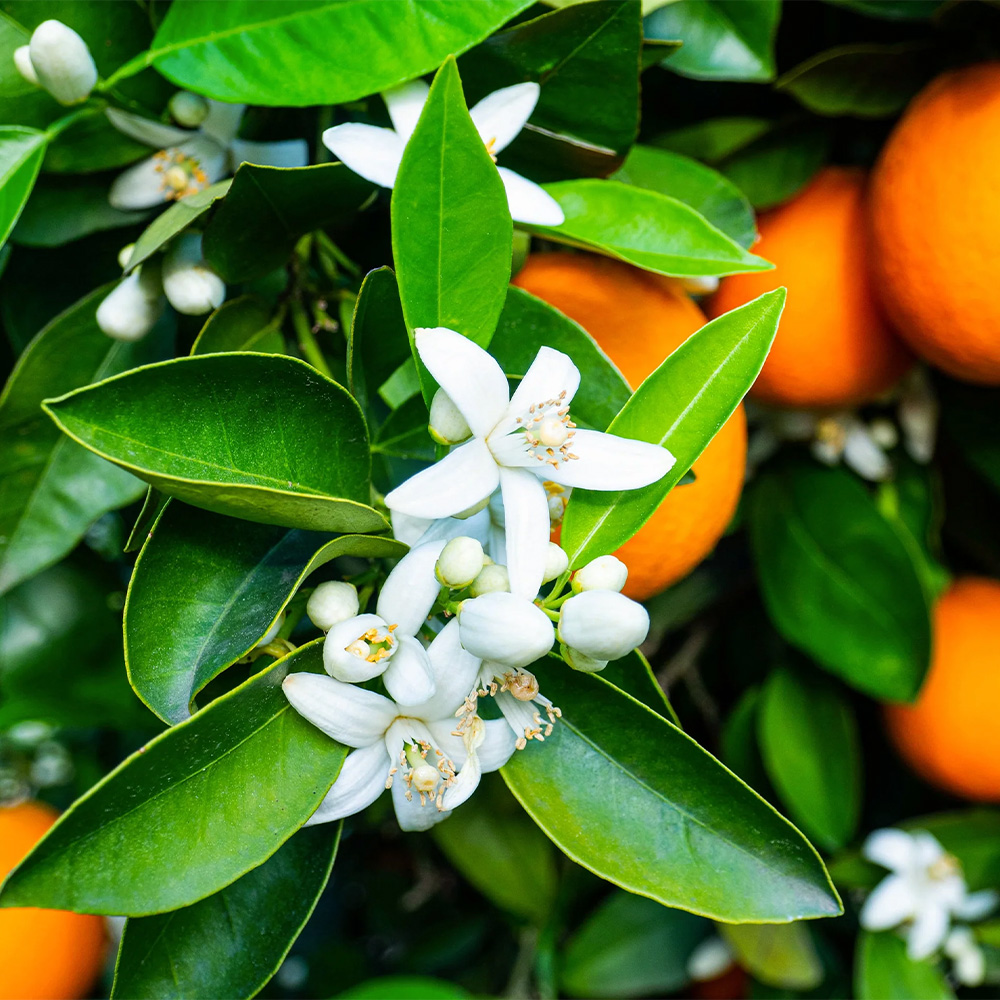 orange-blossom-7
